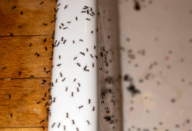 Park View, IA Pest Control Company