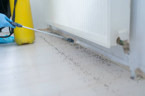 Best Local Pest Control Services  in Park View, IA